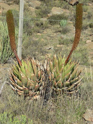 Aloe Broomii: Photographed by Jack Latti